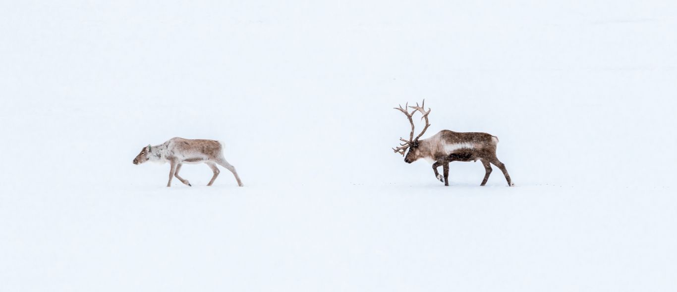 Reindeer in winterland