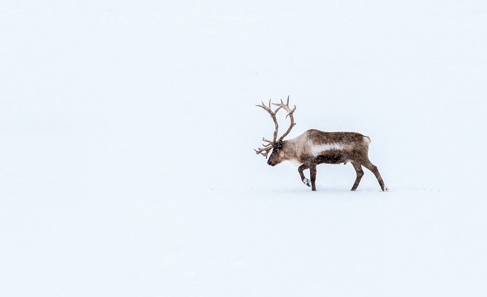 Reindeer in winterland